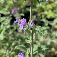 Nepeta faassenii 